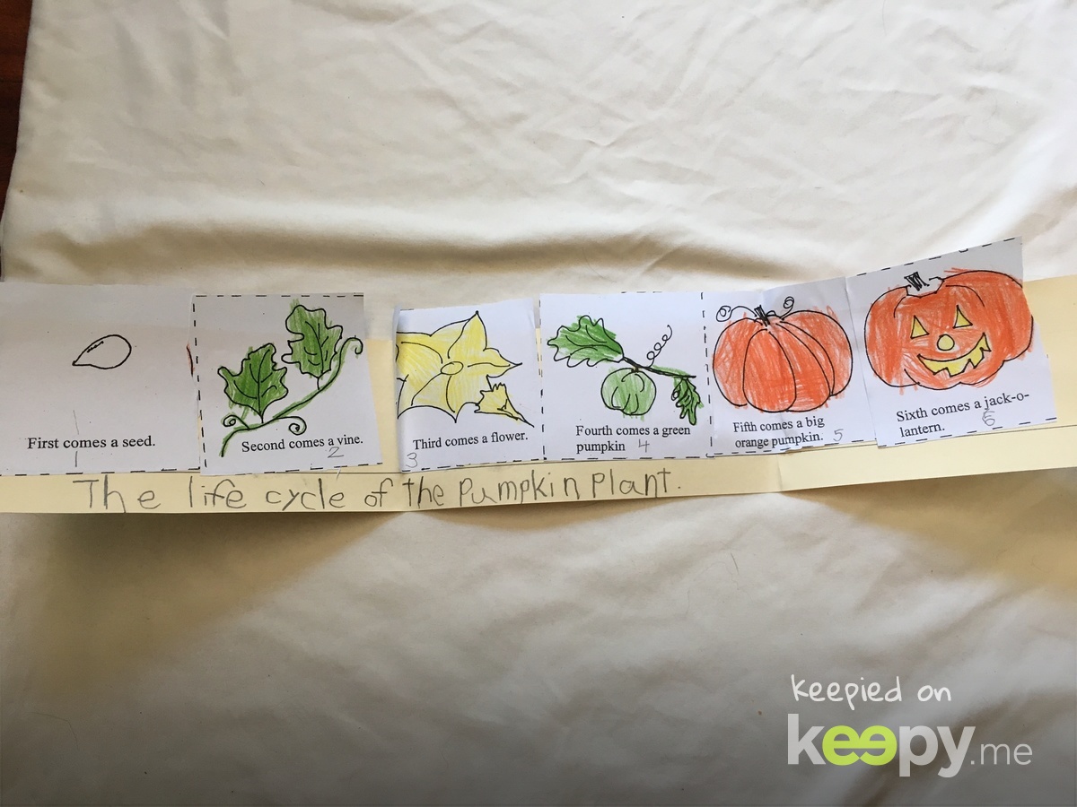 Life cycle of a Pumpkin 